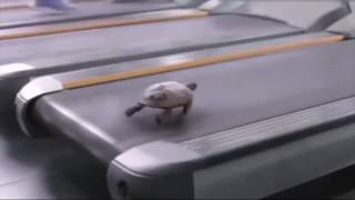 Turtle Running 2: Running Fast