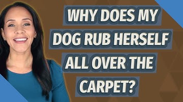 Why does my dog rub herself all over the carpet?