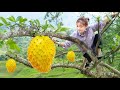 How to harvesting prickly custard apple   wilderness harvesting  cara daily life