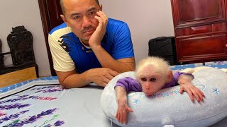 Monkey Luk sadly stopped eating because missed Mom ! Makes Dad worried