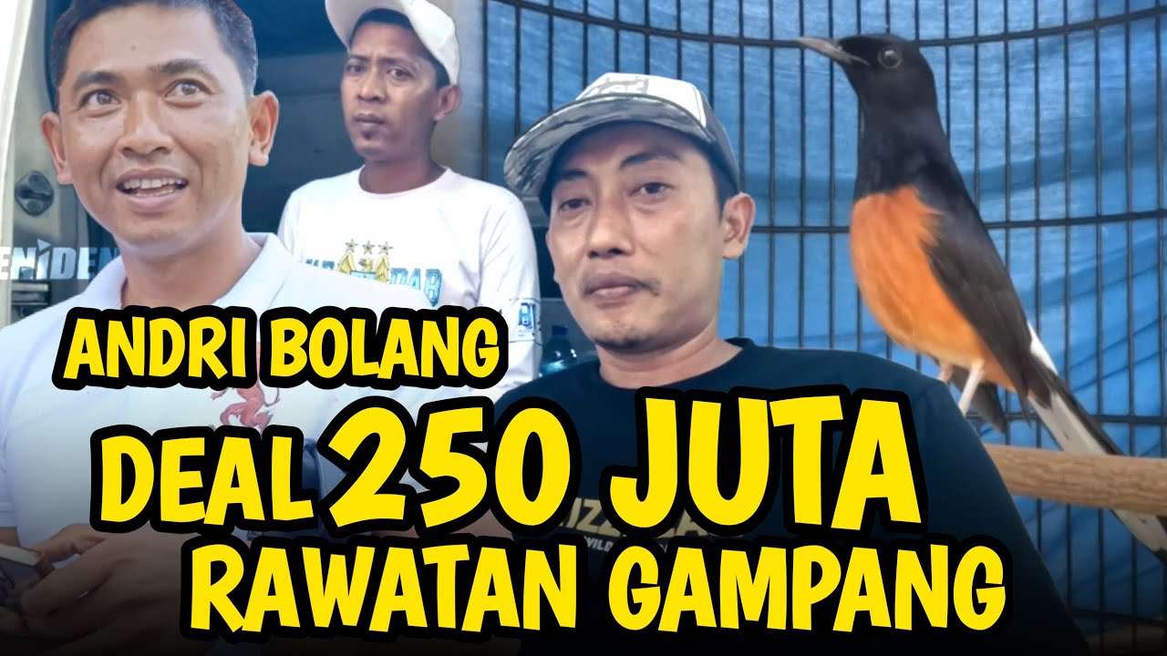 RAWATAN MURAI 250 JUTA ‼️ DIBELI ANDRI BOLANG JUARA 1 DUA KALI di RPM