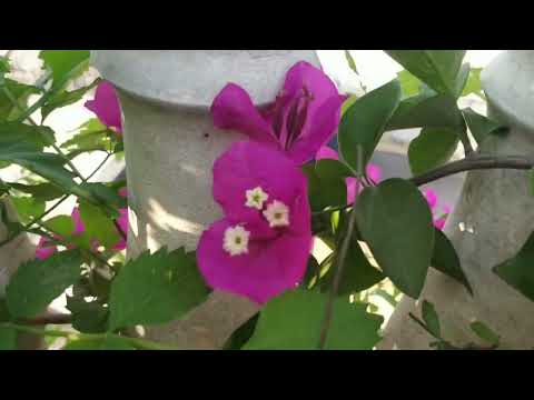 गुचछोदार बोगनविलिया को कैसे आसानी से छोटे गमले में लगाएं (how to grow and Care)🌺