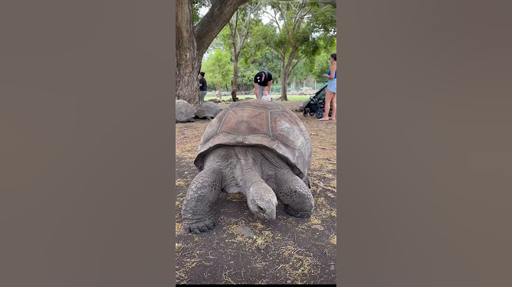 Najstarija kornjaca ikad ❤ #turtle #amazing #shorts #life