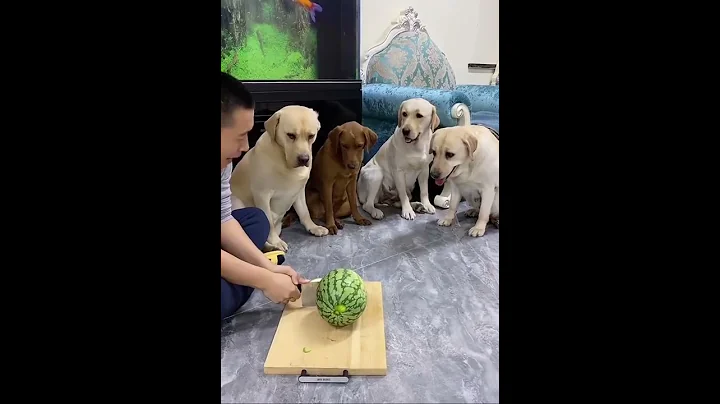 一致對外🤣🤣Labrador seven#拉布拉多 #老四 #小迷糊 - 天天要聞