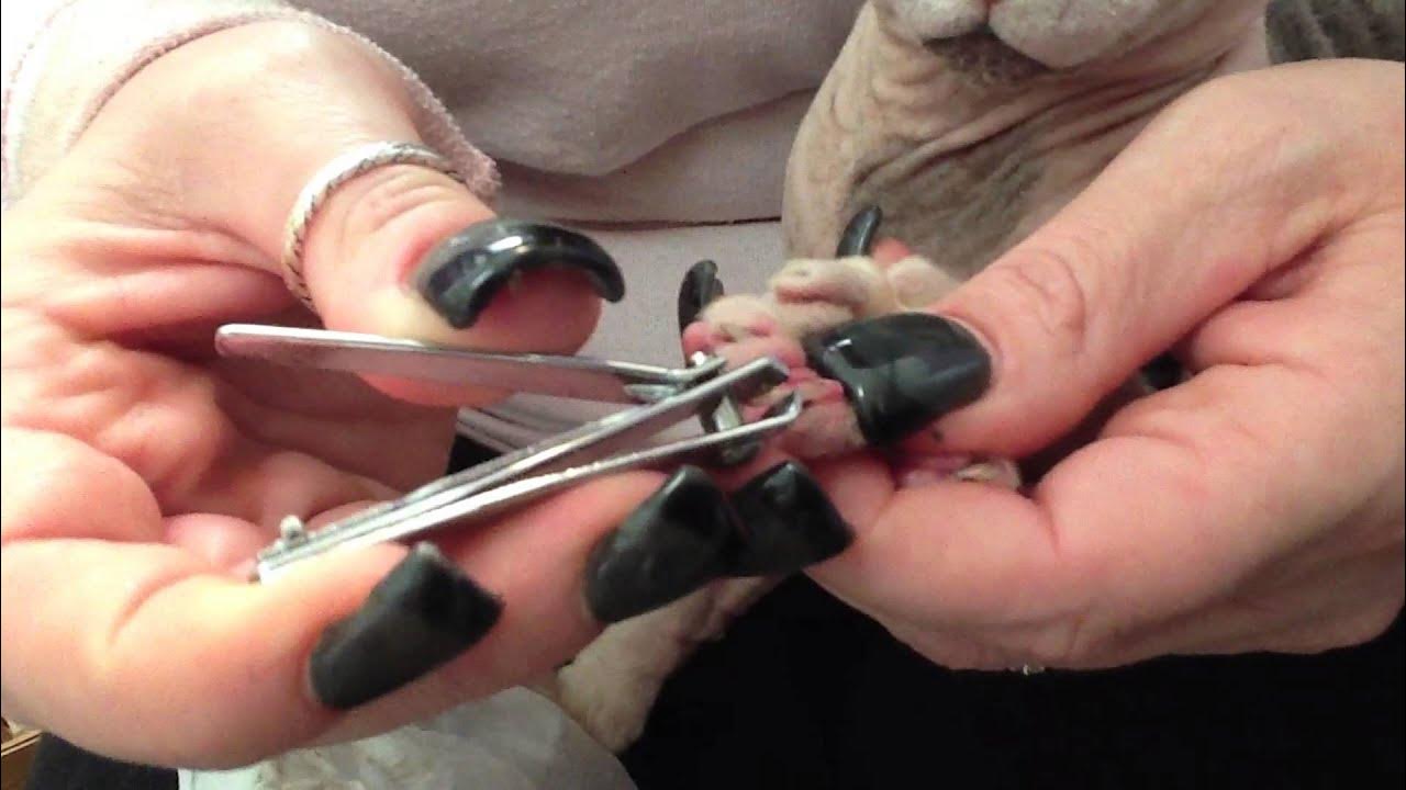 How to clip and clean Sphynx Cat nails. YouTube
