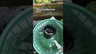 Guppy breeding set up part 1#shots#shorts#viral#trending#guppykerala#fishkeepinghobby#fish#farming