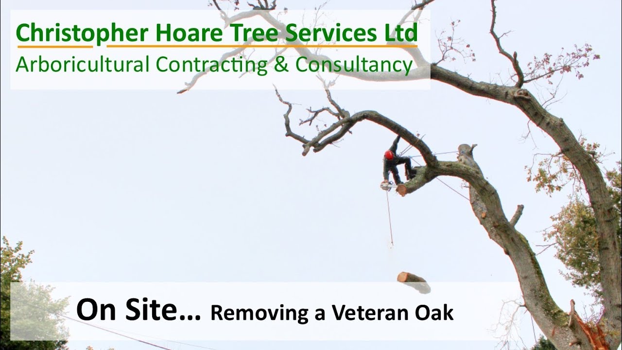 Exbury - Removing a Dead Veteran Oak - YouTube