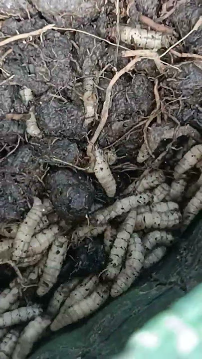 Menurut Kalian Belatung Ini Menggelikan Atau Menggemaskan?