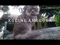 kucing Anggora dan Persia # animal funiest vidio