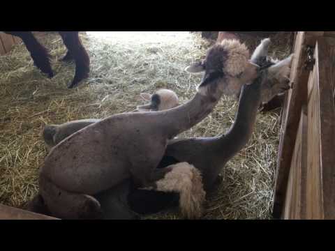 alpacas-make-funny-noises-when-breeding