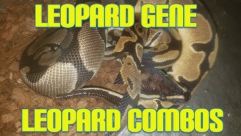 Python Regis  Leopard Gene Combos #youtube #ballpython #snakes