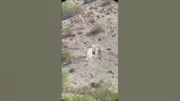 650 yards with a muzzleloader