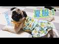 【夏の犬服】キャミソール姿の自分にまんざらでもないパグ犬よもぎ｜#85