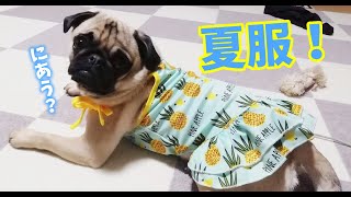 【夏の犬服】キャミソール姿の自分にまんざらでもないパグ犬よもぎ｜#85