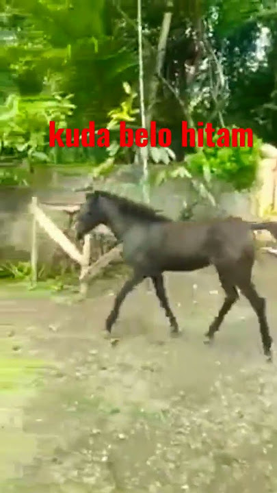 kuda beLo hitam #shorts #