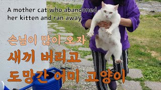 A mother cat who abandoned her kitten and ran away by 펜션 고양이랑 17,076 views 1 year ago 6 minutes, 56 seconds