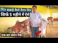 गिर गाय के बछड़े और बछड़ी कैसे तैयार करें | How to prepare calf