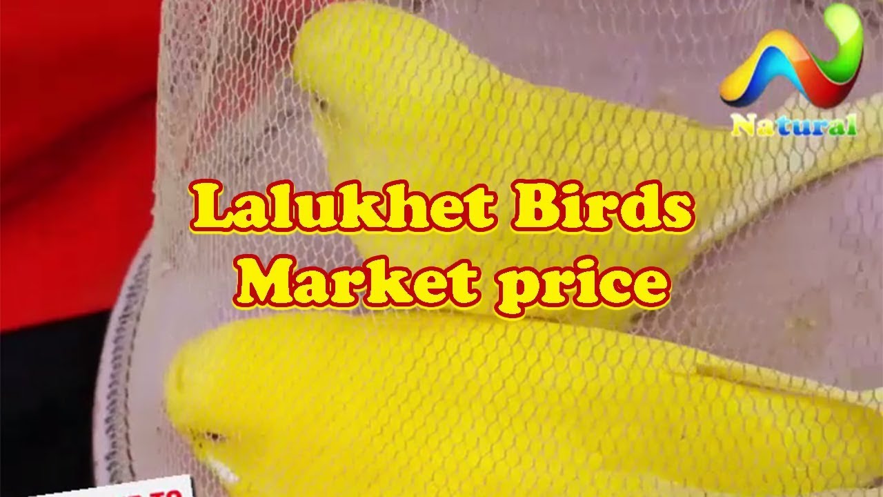 bajri parrots for sale in karachi olx Lalukhet Birds Market price 13 Aug 2017 Karachi URDU/HINDI