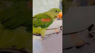 Me tota me tota # mitthu Ka Ghar  new video ❤  #baby parrot
