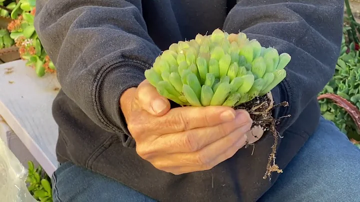 Perfect Succulent for the Perfect Pot