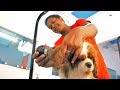 Cat Middleton and Hollywoof: The new SA pet hotel housing our furry friends Cat Middleton and Hollywoof: The new SA pet hotel housing our furry friends