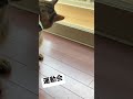 猫の運動会 #猫動画 #shorts