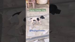 English pointer dog #english #pointerdog #viral #dogshorts #viral #shortsfeed