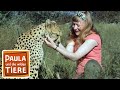 Wie schnell rennt der Gepard? | Reportage für Kinder | Paula