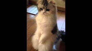 もうすぐ2足歩行します