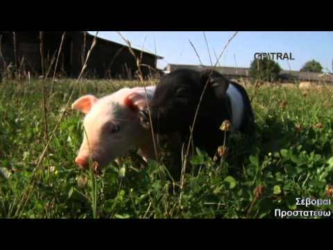 Βίντεο: Τι είναι το ρύγχος του χοίρου;