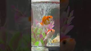 Our Golden fish 🥰#fishvideo