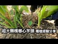 超大顆檳榔心芋頭種植經驗分享 超大顆檳榔心芋頭種植經驗分享