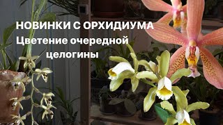 Поговорим о новинках с последнего орхидиума в Москве. Цветение Новой целогины из ботанического сада✨