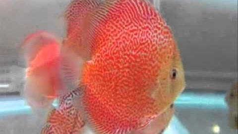Cá Dĩa Bông Đỏ  - Thiên Đường Cá Cảnh