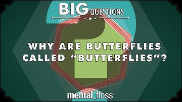 Why are butterflies called "butterflies"? - Big Questions (Ep. 13) | Mental Floss