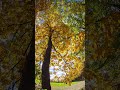 Nikon 16mm Fisheye Fall Photos #photography