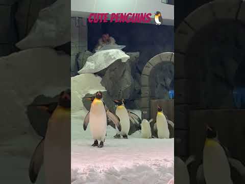 Ski Dubai Penguins show