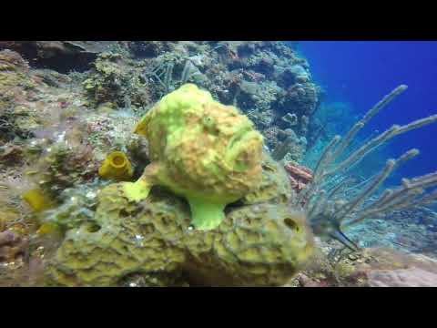 Roatan Frogfish Anthonys Key May2015