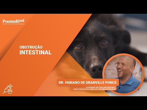 Vídeo: Obstrução Intestinal Em Cães