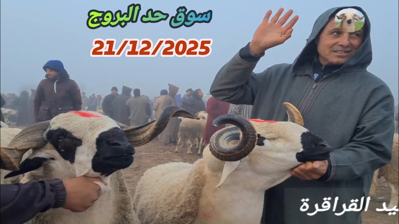 #حصريا من #سوق #حد_البروج 21/12/2025 مع ثمن 🐏🐑🇲🇦