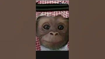 هاذا الكفو هذا النعم 