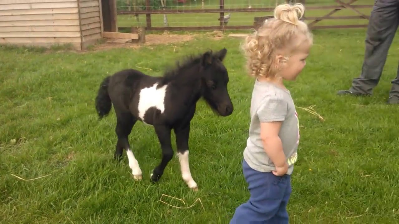  anak  anak  bermain dengan kuda  mini YouTube