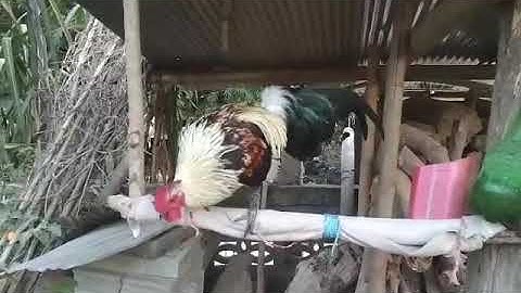 kuv tus lau qaib qus txuam seb no hawj kawg li lawm nawj ncaws neeg kawg li thiab o 30/12/2020