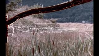 Bibio - Ribbons (Album Trailer Part 5) Net Worth