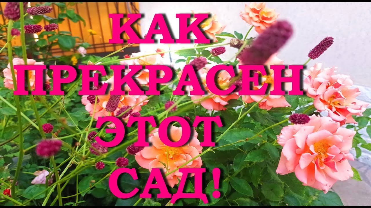 ЧУТЬ ПОМЕДЛЕННЕЕ, ЛЕТО! Обзор сада в середине августа. - YouTube