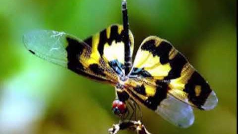 Mẹ Kể Bé nghe - Chuồn chuồn đạp nước ( Tập 3)