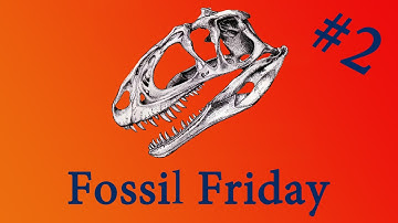 Fossil Friday - 