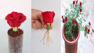 how to propagate a rose bush from cuttings