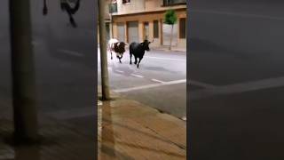 🤣🤣جنون ثيران في شوارع اسبانيا  Mad tyrannosaurus in the streets of Spain