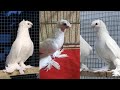 БЕЛЫЕ ДВУХЧУБЫЕ. Узбекские двухчубые голуби. Tauben. Pigeons